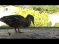 GoPro: Duck Meat