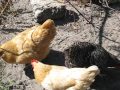 South Florida Chickens Sunbathing and Sandbath