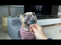 Funny Differences Between Male and Female French Bulldogs