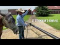 3 Ways To Hitch Your Horse