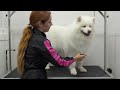 WOW! The Most Satisfying Transformation On A Stray Samoyed Dog | Furnado WARNING