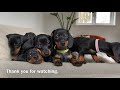 Dachshund puppies 4 - 8 weeks old, compilation.