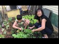 Thu hoạch cải ngọt tại vườn nhà ở Mỹ (harvest home garden vegetables )