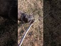 A stick to big for a dog to small