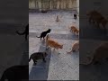 Feeding cats during my trip to Malta