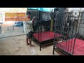 detachable നായ കൂടുകൾ (dog cage )