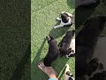 7 playful puppies.