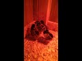 Silver laced wyandotte chicks