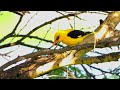 Birds in 4K | Stunning Indian Wildlife