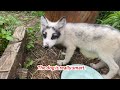 Heartbreaking! A homeless stray 🦊 dog wandered into the fox's 🐶 den, begging for food. 🦊🐕🐶🥰😘❤❤❤