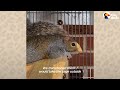 Baby Squirrels Keep Coming Back To Visit Their Rescuers | The Dodo