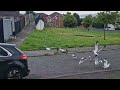 seagulls fight over bread