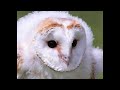 owl_mode.mp4