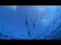 Diving with Very Chatty Hawaiian Spinner Dolphins ~ Listen to the dolphin sounds!