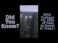 Orcas Island Wild Turkeys - 100% natural sound and video