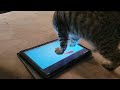 kitten addicted to tablet