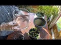 How to plant cilantro/coriander with store bought cilantro