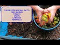 How to know when to FEED your worm bin- 55 gallon worm bin