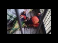 Cute baby Rainbow lorikeets playing UFC style.