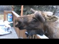 Feeding and Petting a Bull Moose