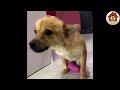 2 legs paralyzed, she tried to crawl around the construction site looking for food and help