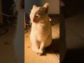 Cat sitting in front of heater|Snowball cat loves heater|