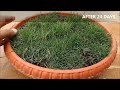 How To Grow Grass At Home For Free (With Full Updates)
