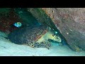 Scuba diving in the Caribbean 2021  77 dives 2 hour underwater relaxation video in 4k