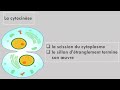 Le Cycle Cellulaire