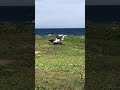 Kaena Point, Oahu - March 2019 - Albatross