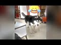 Funny Dogs And Cats Videos😺🐶Best Funniest Animal Videos 2024
