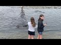 Shark Rescue in Walvis Bay Lagoon