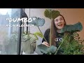 MY PLANT COLLECTION 2021 | AIR PURIFYING | SAFE FOR PETS | HOUSEPLANTS