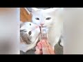 😘 Funniest Cats and Dogs 😘🤣 Funniest Catss 😹