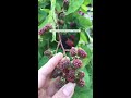 BLACKBERRIES FOR GARDEN #Shorts #fruit #garden