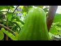 Jambu Green Giant, Si Hijau Super Manis