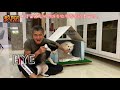 挑戰用貓砂，蓋一棟狗屋！『全球首例準備申請專利』The first person in the world to challenge cat litter to build a dog house