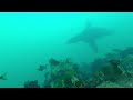 Sea Lion Swimming by out of Nowhere During Solo Dive