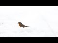 4K Birds in slow motion | Canon EOS R6 with Sigma 150-600mm Contemporary + extender