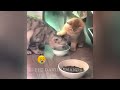 So Funny! Funniest Cats and Dogs 🤣😅 New Funny Catss 2024 😂