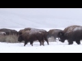 Always Endangered  - The Story of Grizzly 399