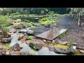 Does a backyard pond attract mosquitoes