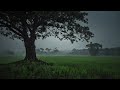 Healing Sound of Heavy Rain in a Rice Field Under a Tree Without Thunder