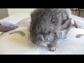 Cute Baby Chinchilla Noises!