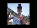 PIKE BREAKS OFF TIP OF POLE!  #fishing