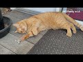 This Is How Cat Plays with Wild Rat and Finally Kills It | Funny Cat and Cute Baby Rat 猫鼠大战