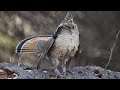 Ruffed Grouse Drumming