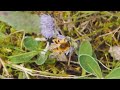 Pragtbuksebi. /Dansk Naturfilm/ Vilde bier/ bee/