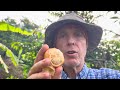 Seashore Mangosteen Fruit Taste Test | 7/8/24