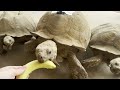 Feeding Day for the Tortoises! (adults, babies, eggs!)